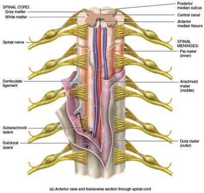 Spine surgery Reviews | Spine and Neuro Surgery Hospital India